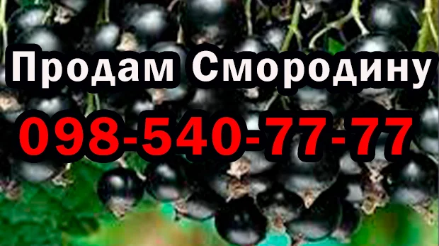 Пропонується ягода смородини оптом та в роздріб високої якості - фото № 1