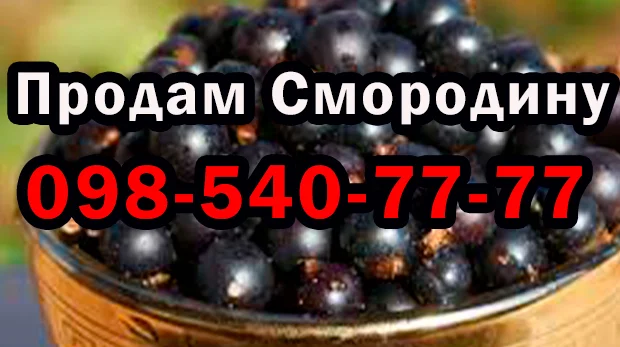 Пропоную смородину оптом у будь-якій кількості! Сезон 2025 - фото № 1