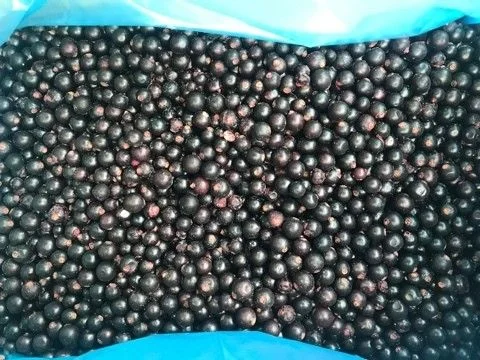 Куплю смородину замороженную 5 тонн - фото № 1