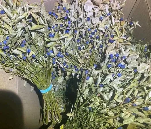 Сушена чорниця - фото № 2