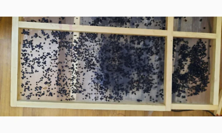 Сушена чорниця – якісний продукт від 650 грн/кг - фото № 3