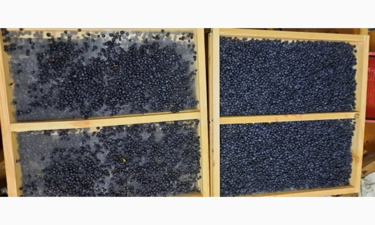 Сушена чорниця – якісний продукт від 650 грн/кг - фото № 4