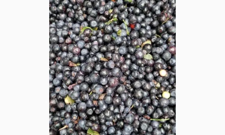 Куплю чорницю заморожену - фото № 1
