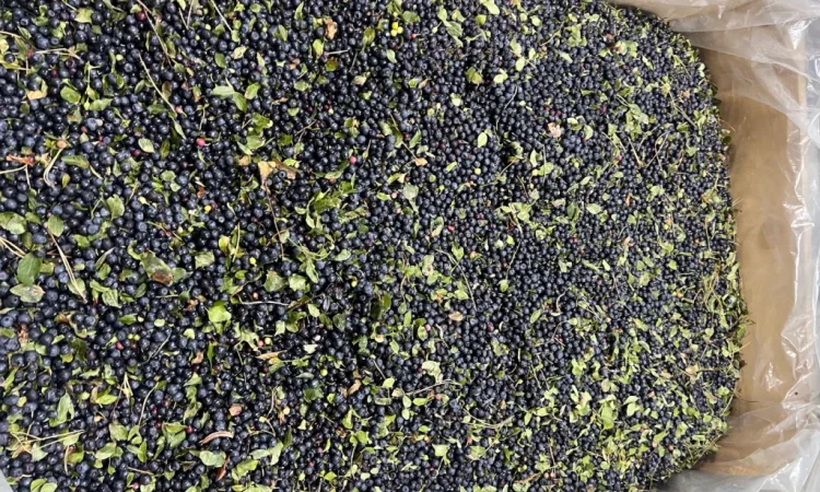 Продается черника урожая 2025 года - фото № 1