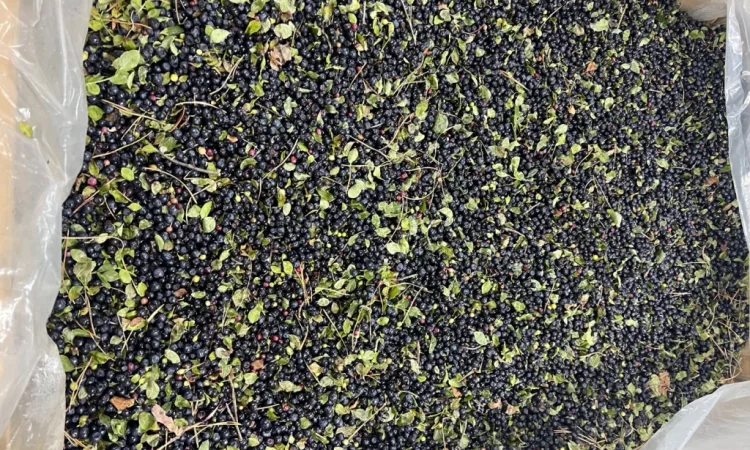 Продается черника урожая 2025 года - фото № 2
