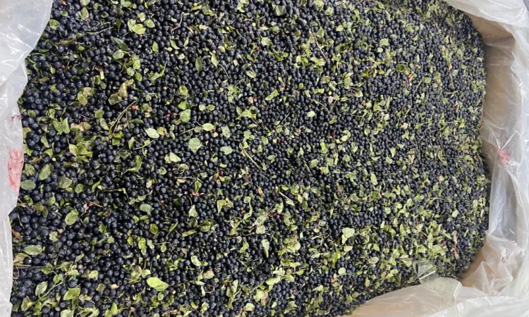 Продается черника урожая 2025 года - фото № 3