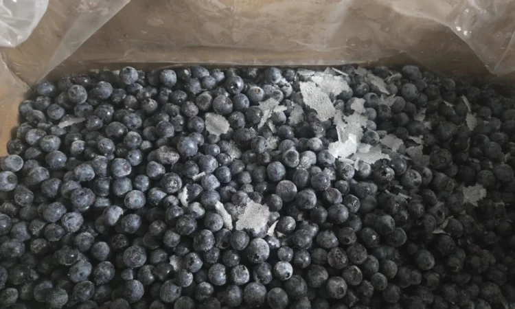 Продается мороженая черника - фото № 1