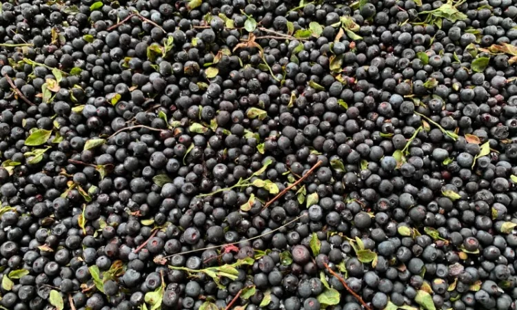 Куплю чорницю свіжу Карпатську - фото № 1