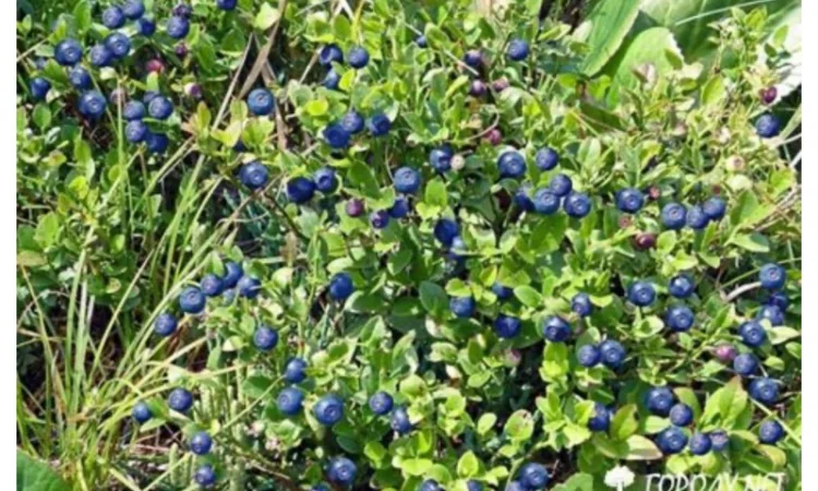 Куплю чорниці - фото № 1