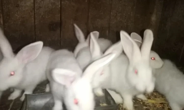 Мясо кролика. Тушки молодых кроликов - фото № 1