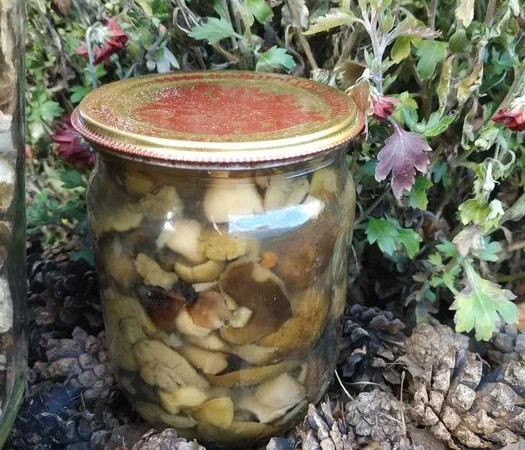 Сушена чорниця лісова - фото № 10