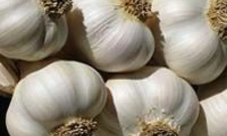 Сушена чорниця лісова - фото № 12