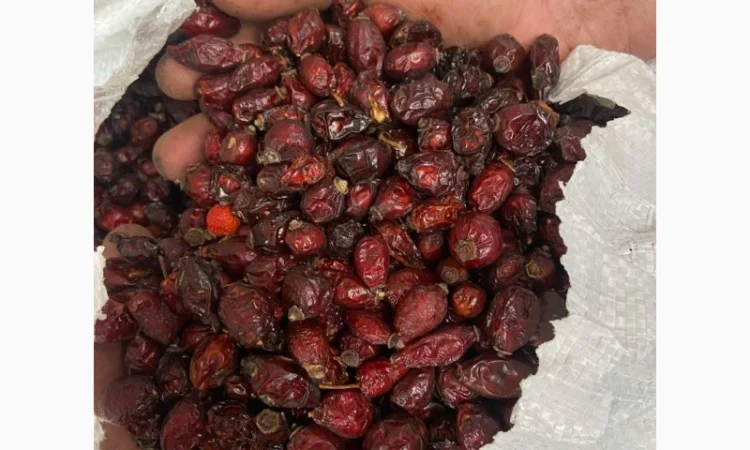 Продам суху Шипшину 2025р - фото № 3