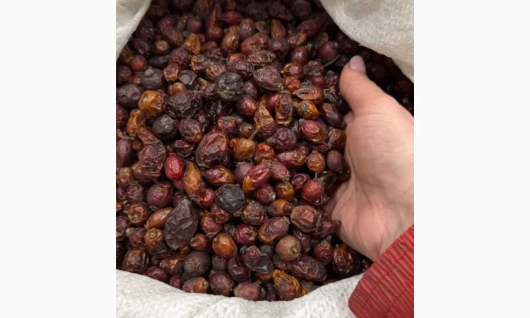 Продам суху Шипшину 2025р - фото № 4