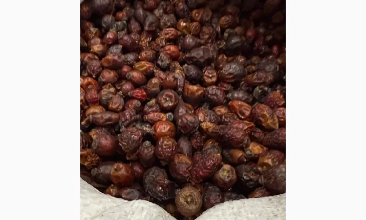 Продам суху Шипшину 2025р - фото № 5