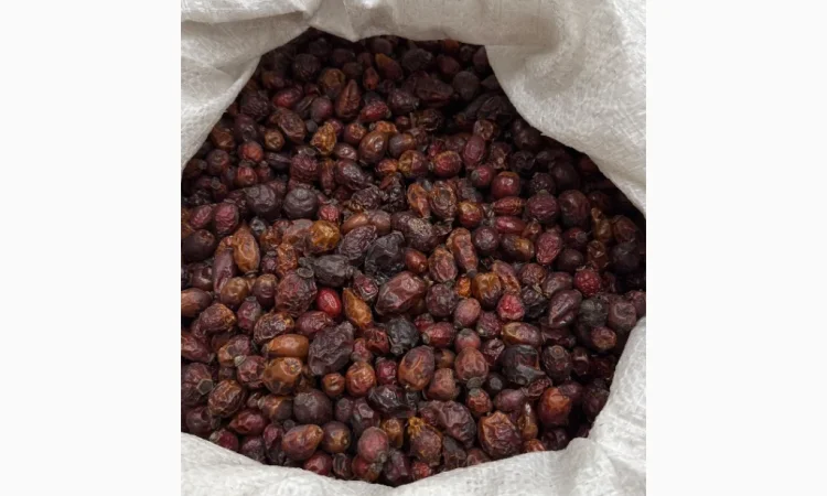 Продам суху Шипшину 2025р - фото № 6