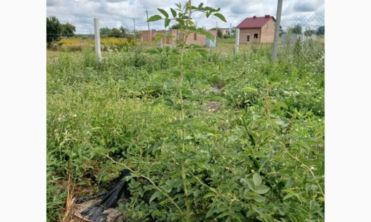 Плантация шиповника 5 га в Ровно - фото № 1