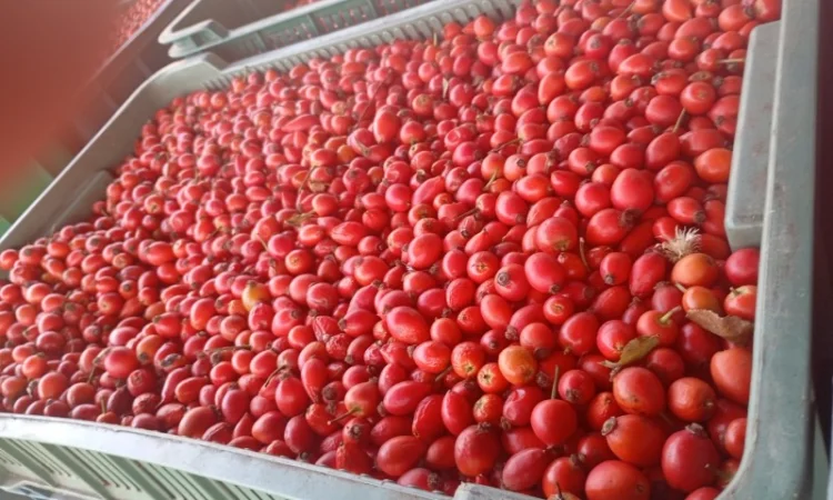 Куплю шипшину - фото № 1