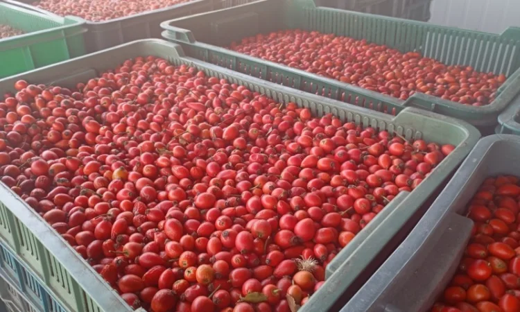 Куплю шипшину - фото № 2