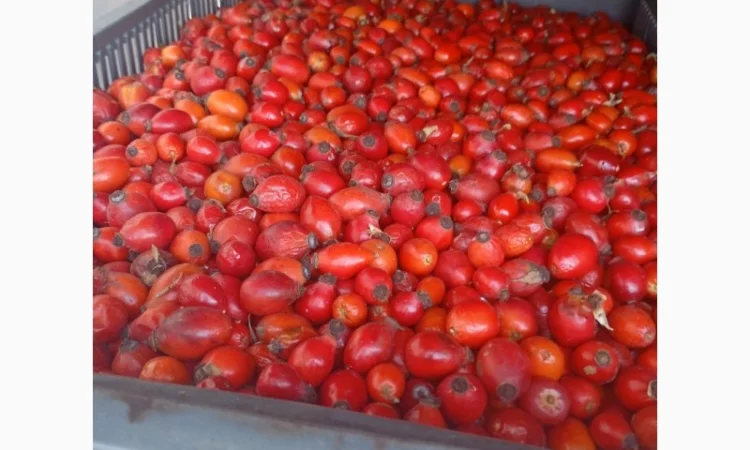 Куплю шипшину - фото № 3