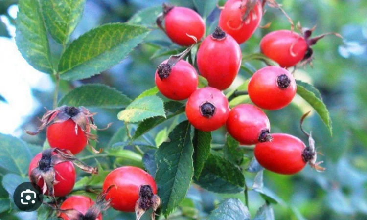 Куплю плоди шипшини - фото № 1