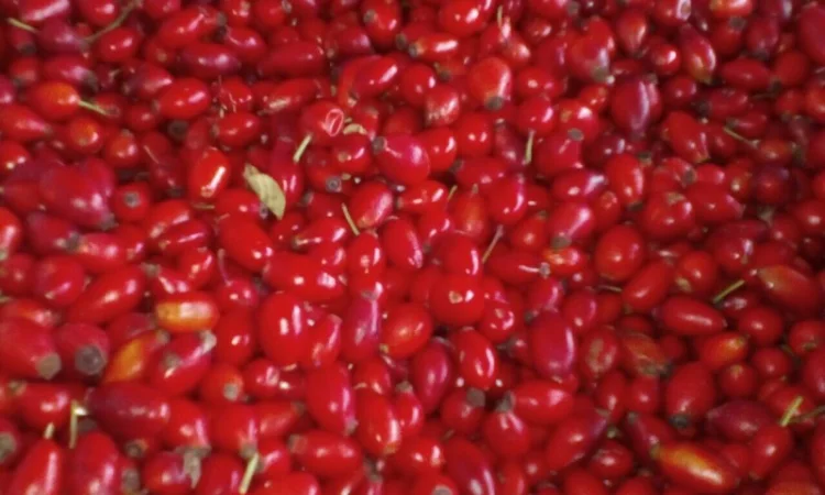 Купимо шипшину - фото № 1