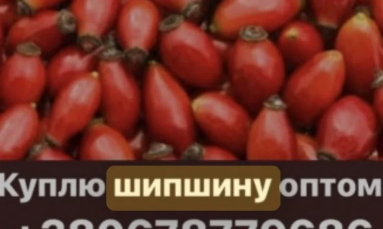 Куплю шипшину (шиповник) оптом - фото № 1