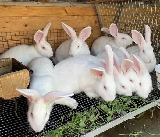 Свежие тушки домашнего кролика на продажу - фото № 1