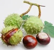 Продам каштани - фото № 1