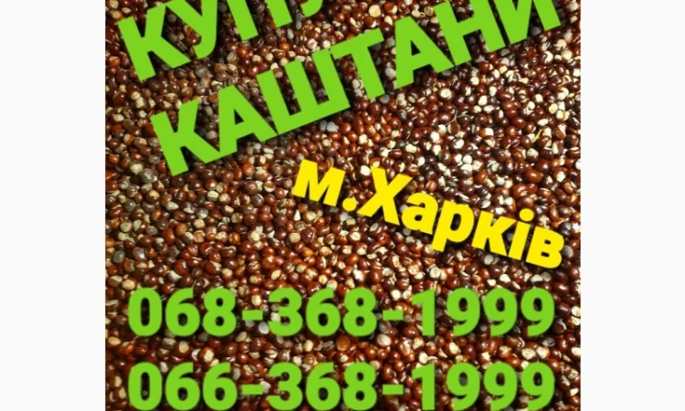 Куплю каштаны оптом Харьков - фото № 1