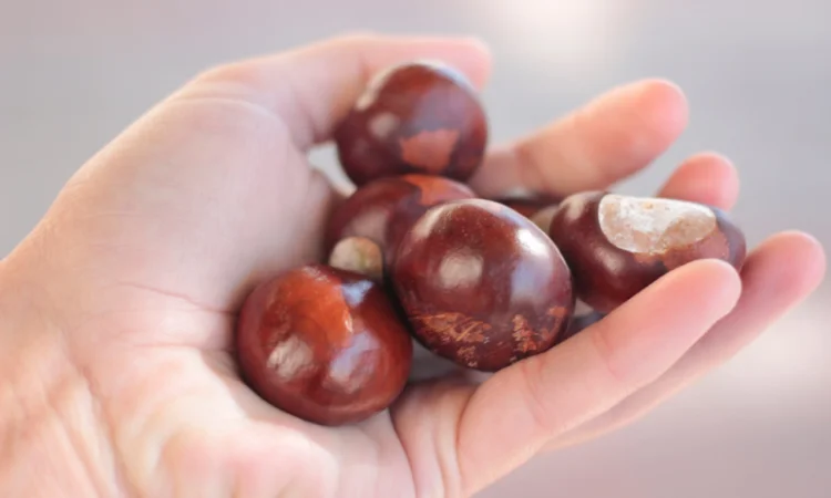 Купуємо каштани від посередників та населення Самовивіз - фото № 1