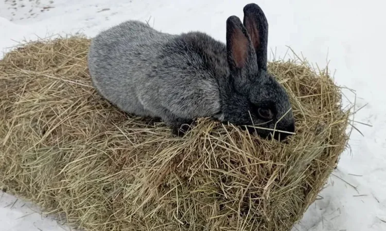 Кролики на продажу. Живая масса и мясо - фото № 1