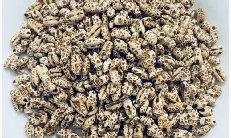 Ячмень воздушный в продаже оптом - фото № 1