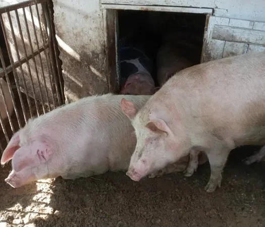 Продажа свиней живым весом в г. Хуст - фото № 1