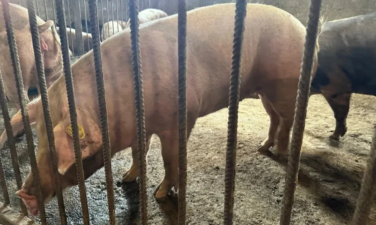 Свинина живим вагою, породи П'єтрен та Дюрок - фото № 1