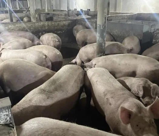 Продажа свиней живым весом - фото № 1