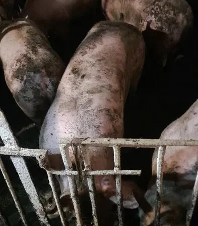 Продажа свиней на мясо живым весом - фото № 1