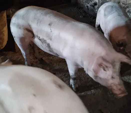 Продаются свиньи живым весом - фото № 1