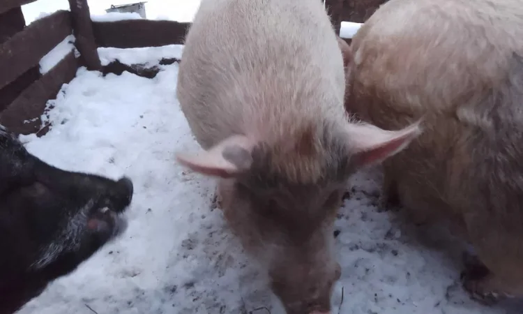 Продаются свиньи живым весом - фото № 1