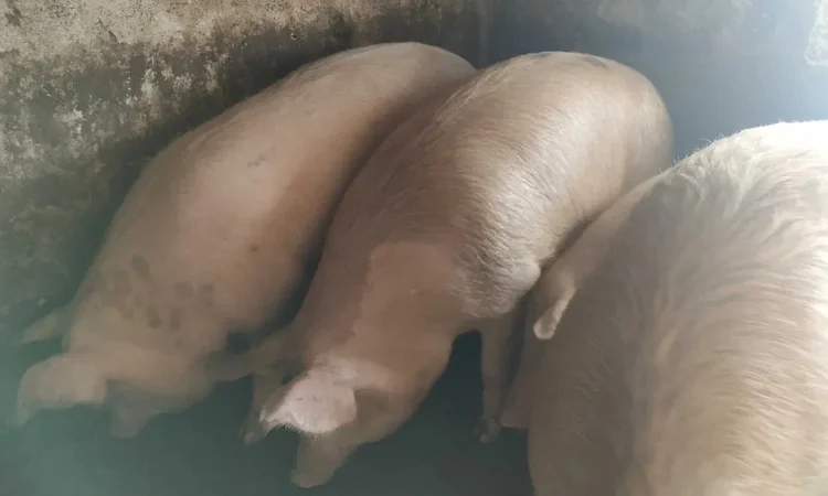 Продаются свиньи живым весом по 85 грн за кг - фото № 1