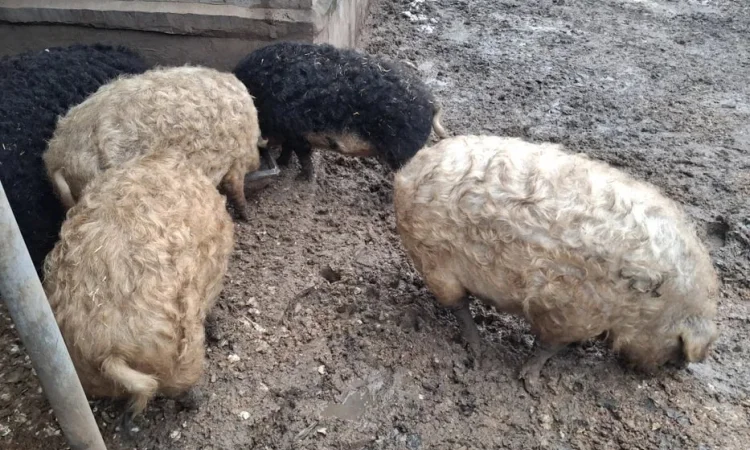 Свині та поросята породи Мангалиця на продаж - фото № 1