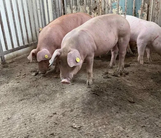 Продаються кнури, кабанчики та свині живою вагою - фото № 1