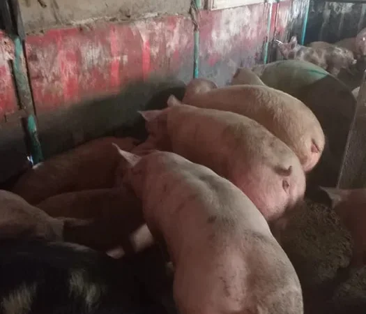 Продаются свиньи живым весом - фото № 1