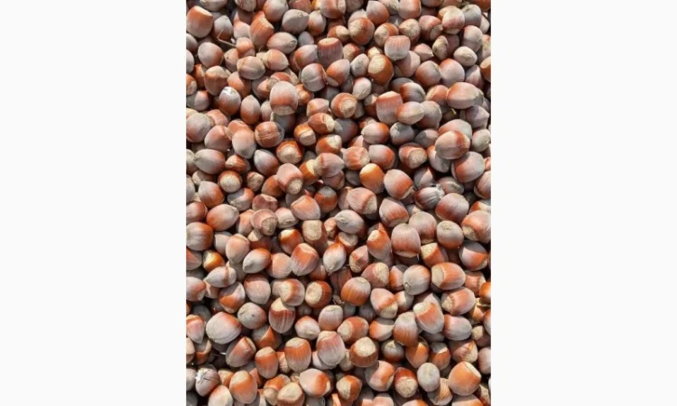 Куплю фундук - фото № 1