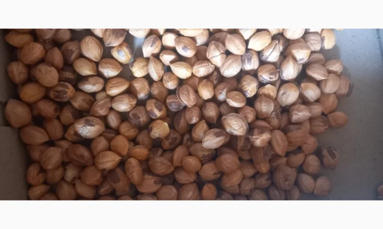 Куплю фундук - фото № 2