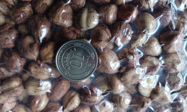 Фундук з власного саду - фото № 1