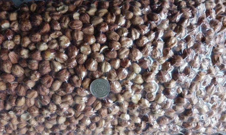 Фундук з власного саду - фото № 2