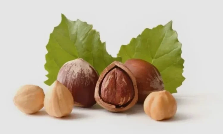 Продам Фундук Неочищений - фото № 1