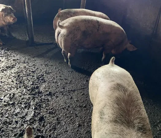 Свиньи живым весом, беконный гибрид для продажи - фото № 1