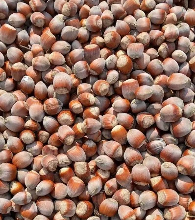 Куплю фундук не чищений - фото № 1